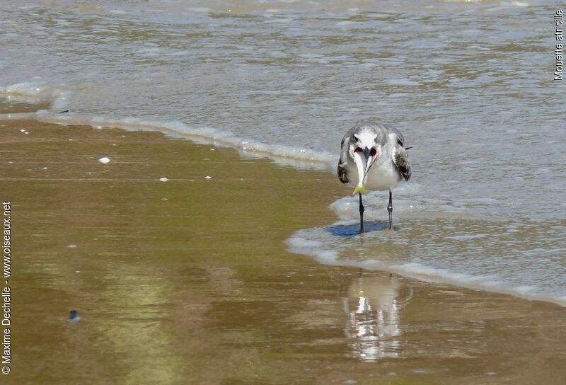 Laughing Gull, feeding habits