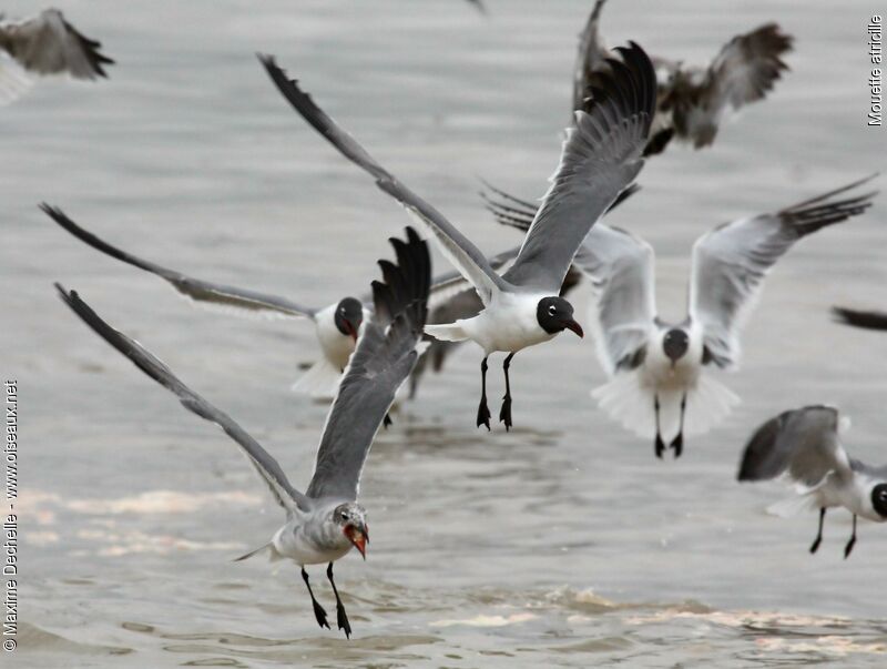 Laughing Gull, Flight