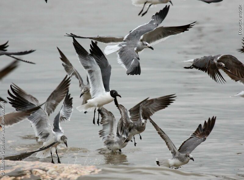 Laughing Gull, Flight, Behaviour