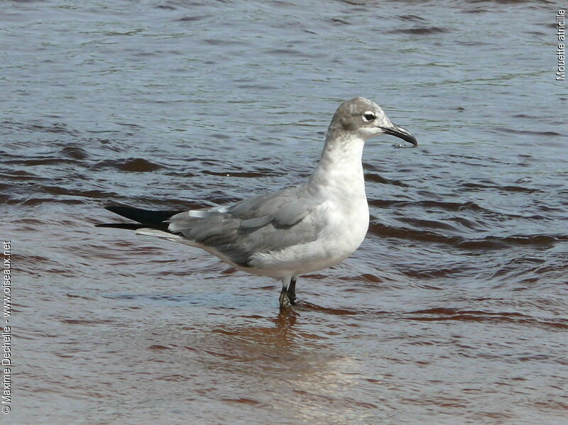 Laughing Gull