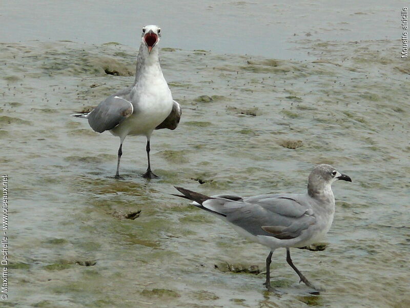 Laughing Gull