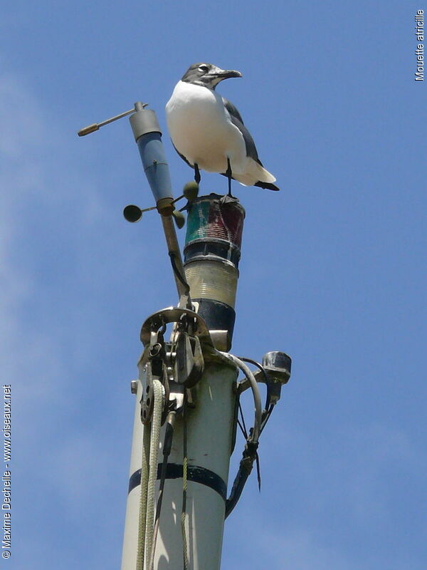 Mouette atricille