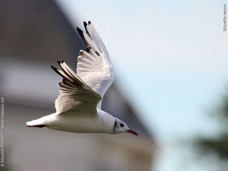 Mouette rieuse