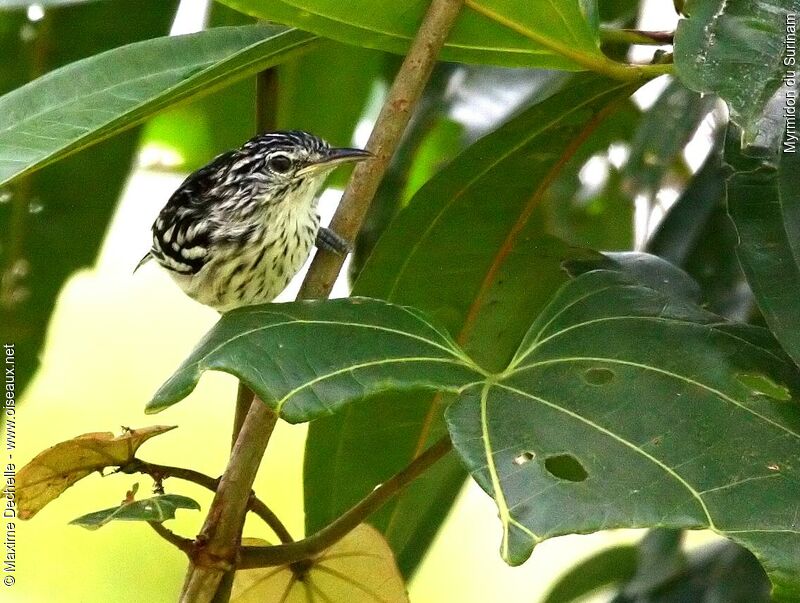 Guianan Streaked Antwren male adult, identification