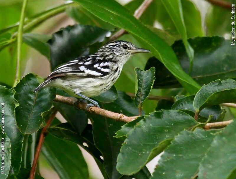 Guianan Streaked Antwren male adult