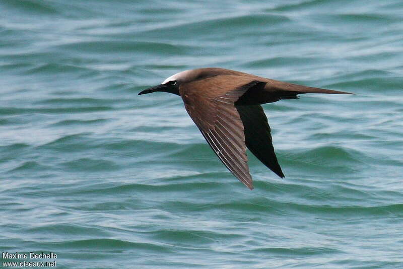 Brown Noddy, Flight