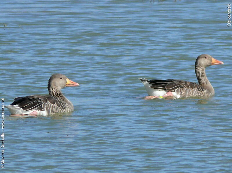 Greylag Goose