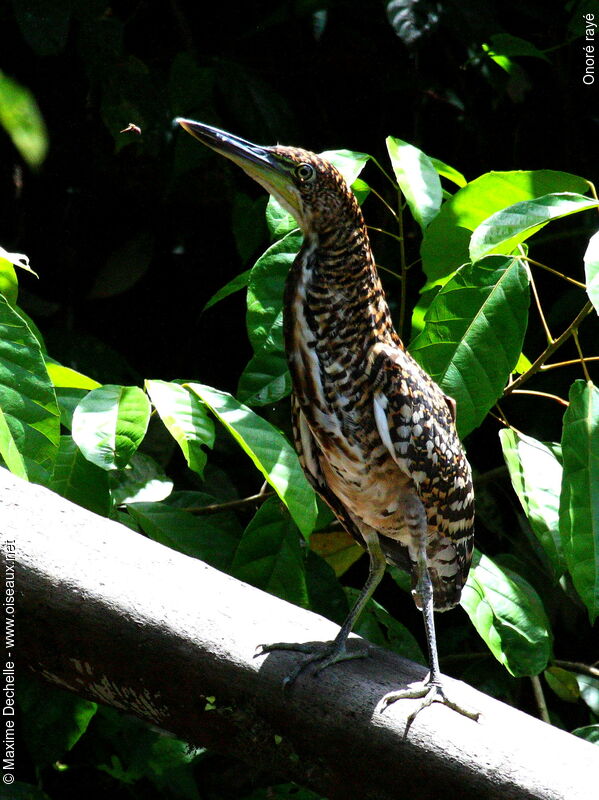 Rufescent Tiger Heronimmature