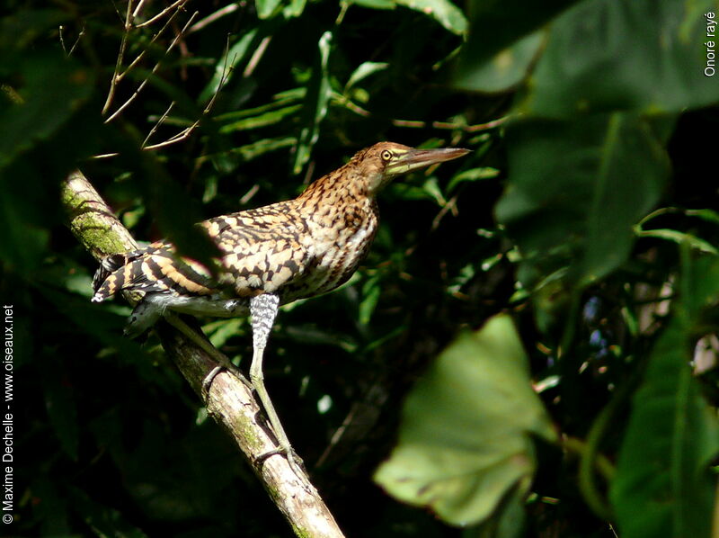 Rufescent Tiger Heron male juvenile