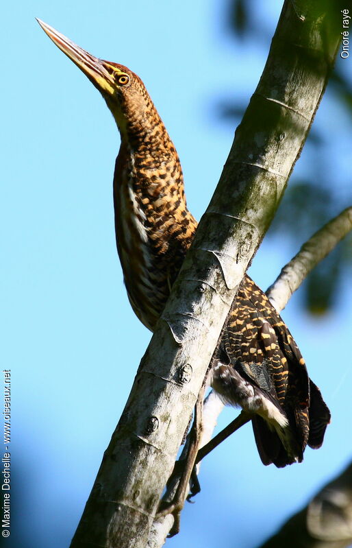 Rufescent Tiger Heronjuvenile