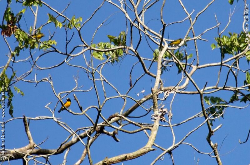 White-vented Euphonia 