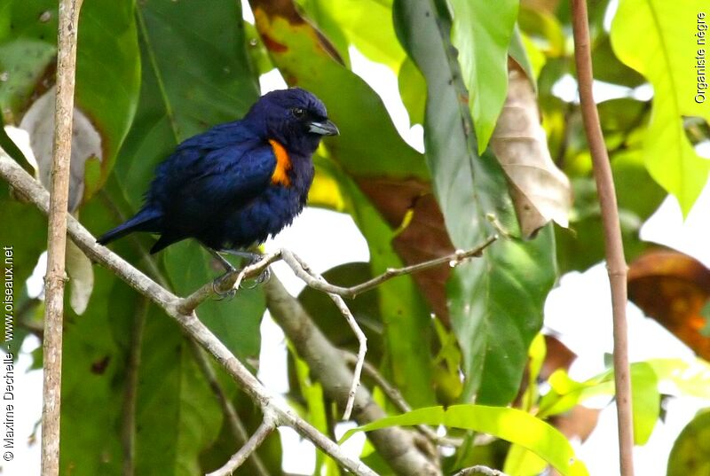 Golden-sided Euphonia male adult