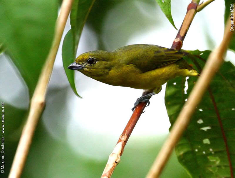 Violaceous Euphonia female adult, identification