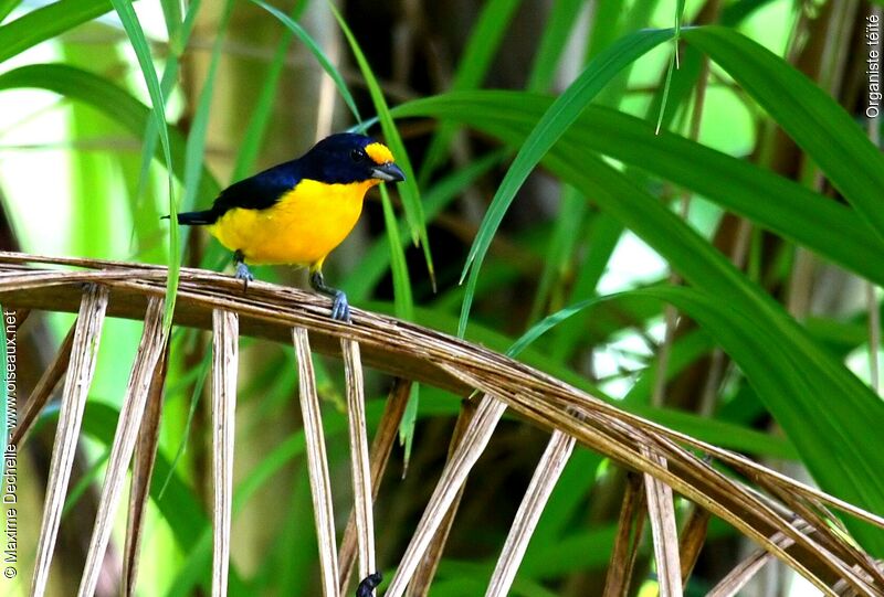 Violaceous Euphonia male adult