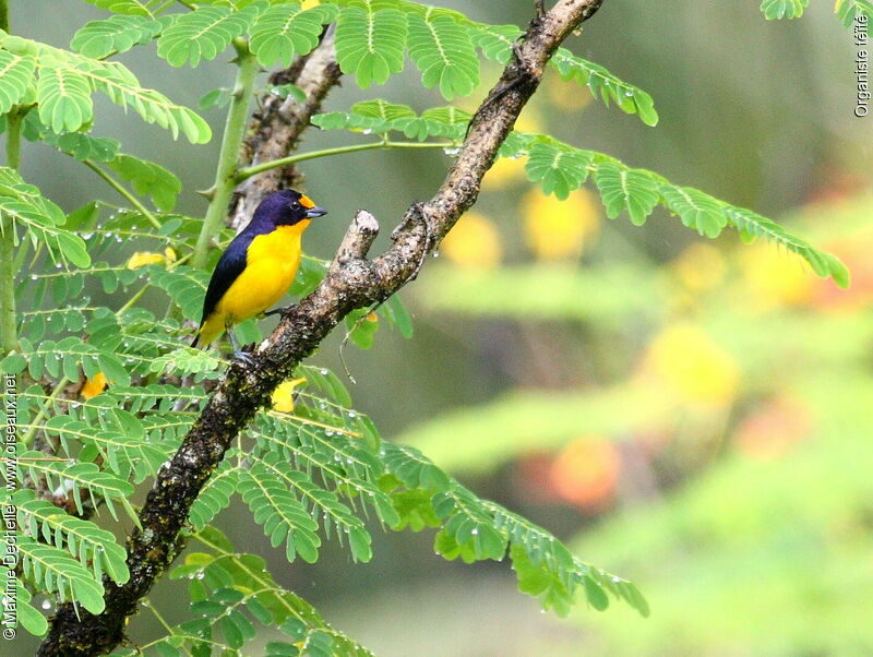 Violaceous Euphonia male adult, identification