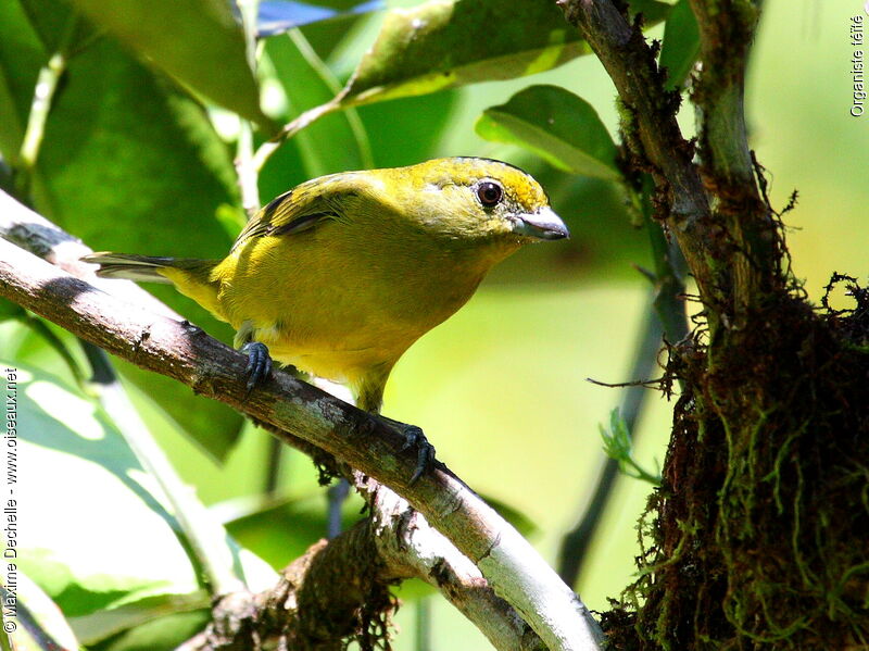 Violaceous Euphonia female adult