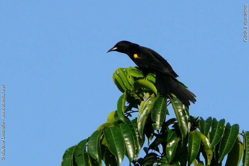 Epaulet Orioleadult, identification