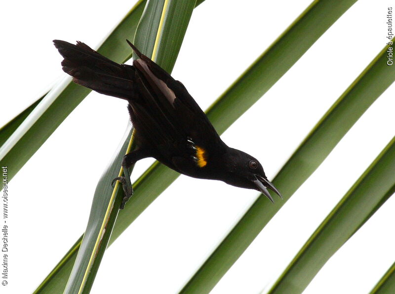 Oriole à épaulettes, identification, Comportement