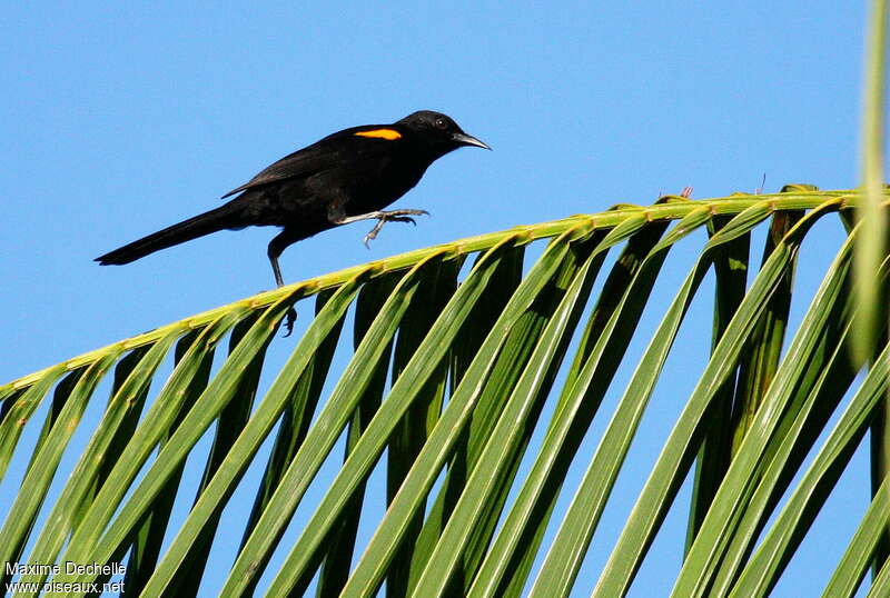 Oriole à épaulettesadulte, Comportement