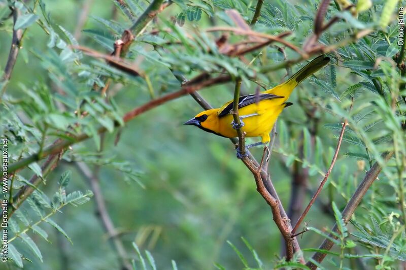 Oriole jaune