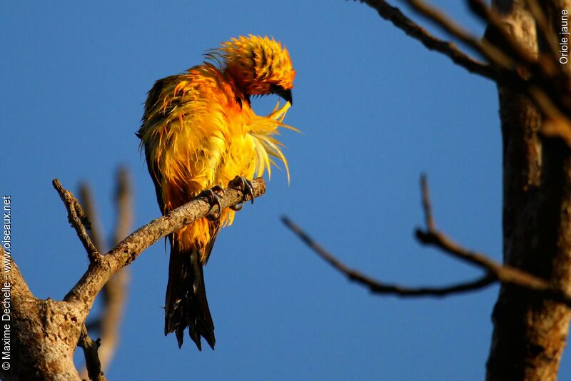 Yellow Oriole male adult, Behaviour