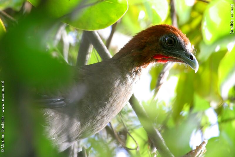 Ortalide motmot