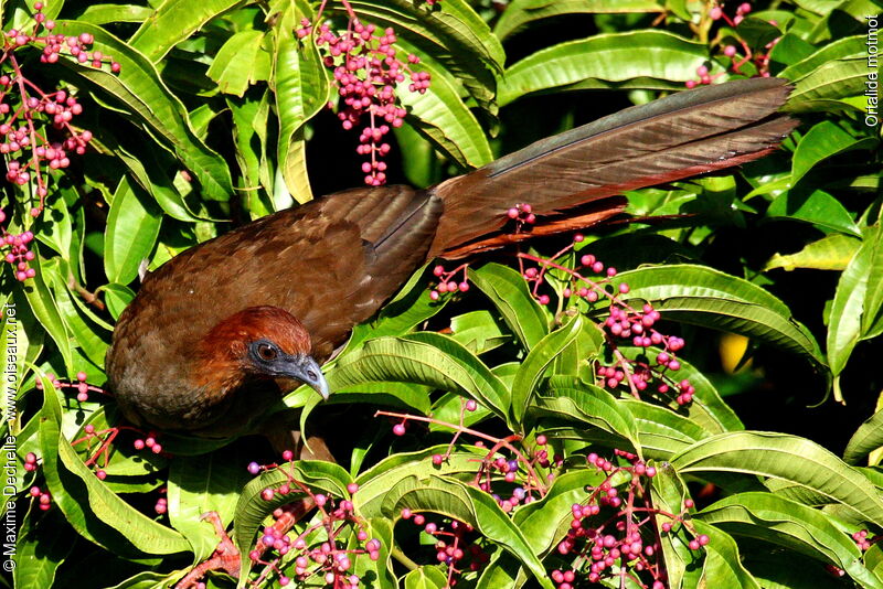 Little Chachalaca, identification, feeding habits