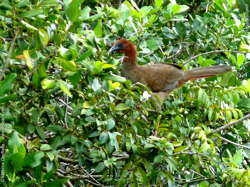 Ortalide motmot