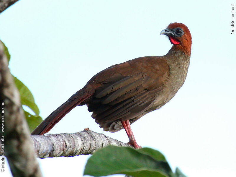 Ortalide motmot mâle adulte