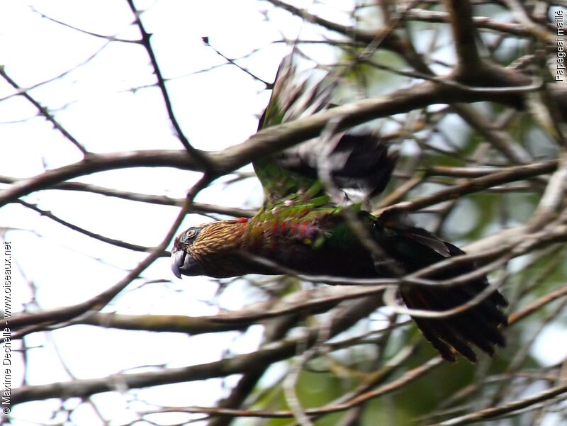 Red-fan Parrotadult, Flight