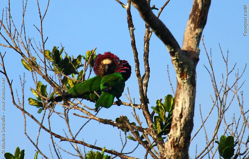 Red-fan Parrot adult, identification, Behaviour