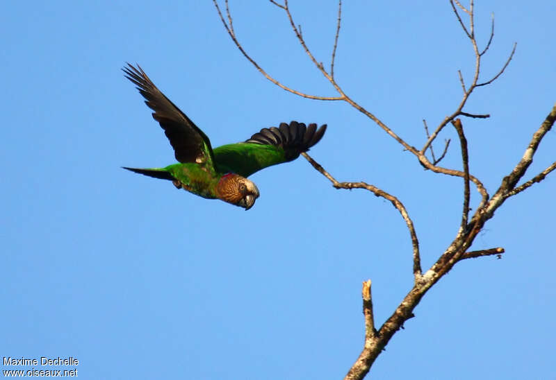 Red-fan Parrotadult, pigmentation, Flight