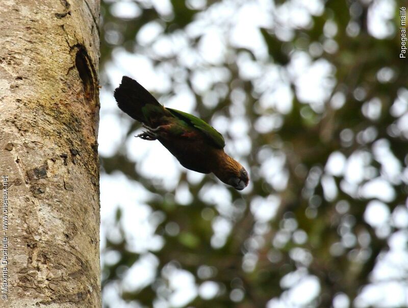 Red-fan Parrotadult, Flight, Reproduction-nesting