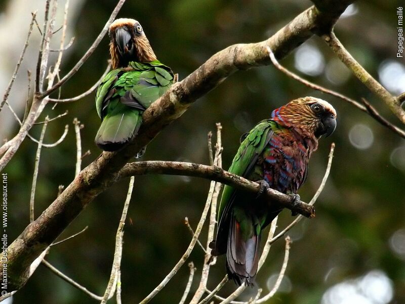 Red-fan Parrot adult, identification