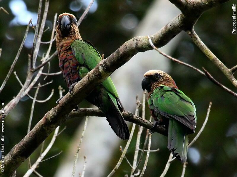 Red-fan Parrot adult, identification