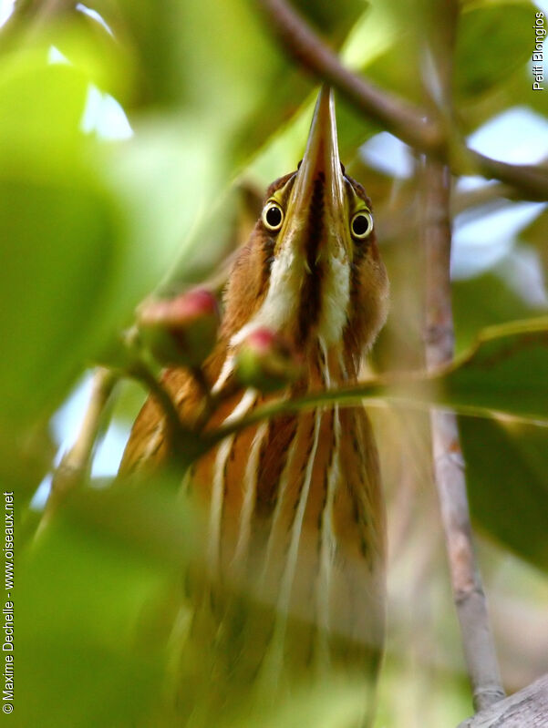 Least Bittern