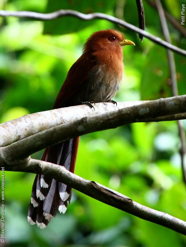 Petit Piaye, identification