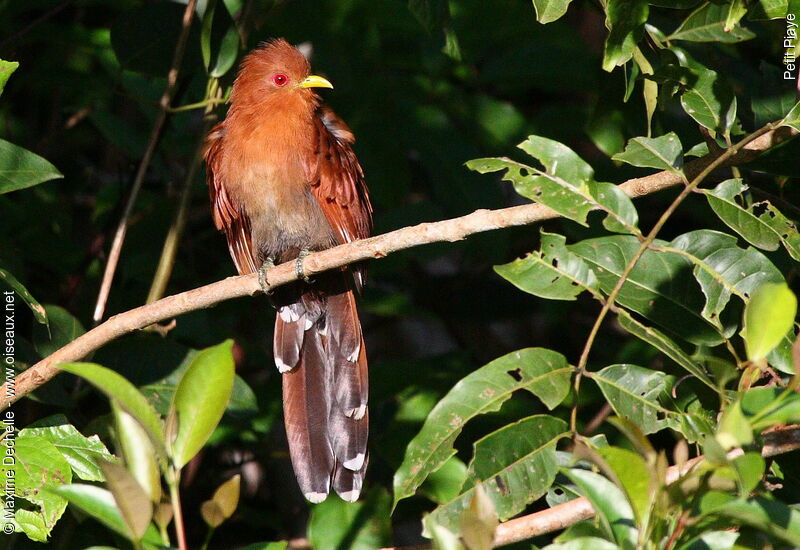 Little Cuckoo