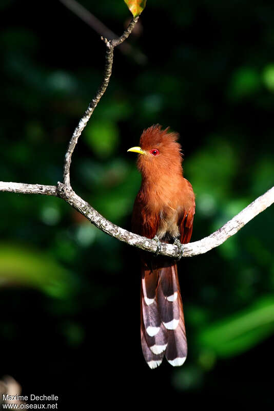 Little Cuckooadult, identification