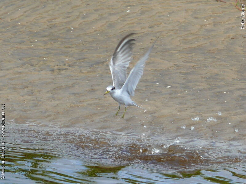 Least Tern