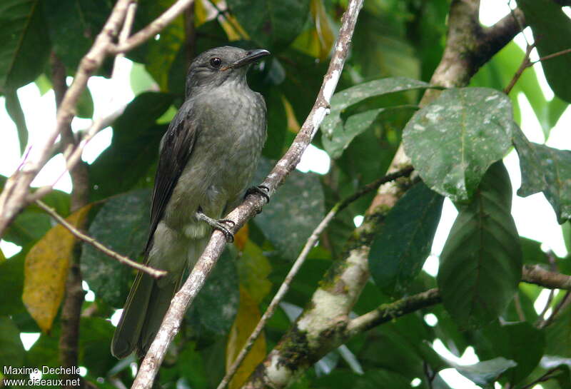 Screaming Piha, identification