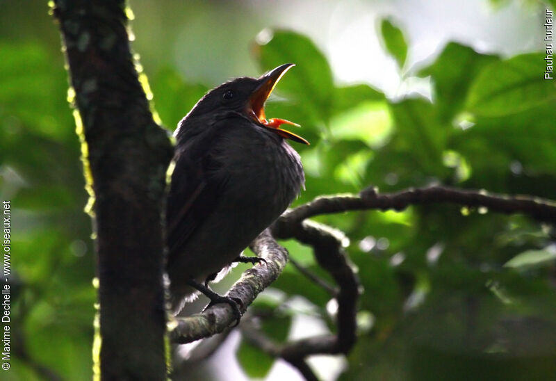 Screaming Piha, identification, song