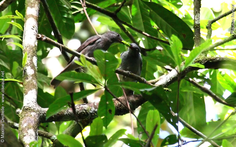 Screaming Piha, identification, feeding habits, Behaviour