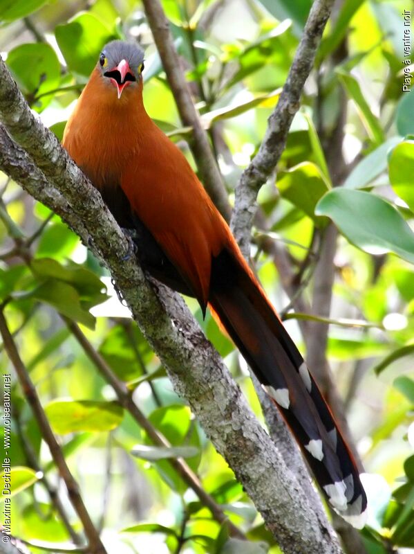 Black-bellied Cuckoo, identification