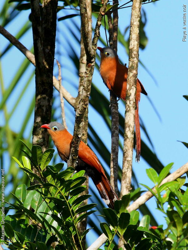 Piaye à ventre noir adulte, identification