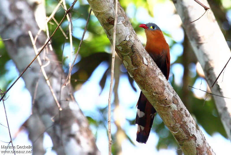 Black-bellied Cuckooadult