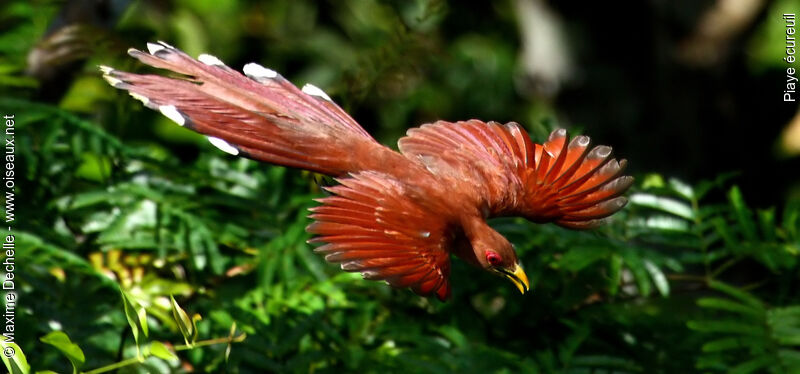 Squirrel Cuckoo, Flight