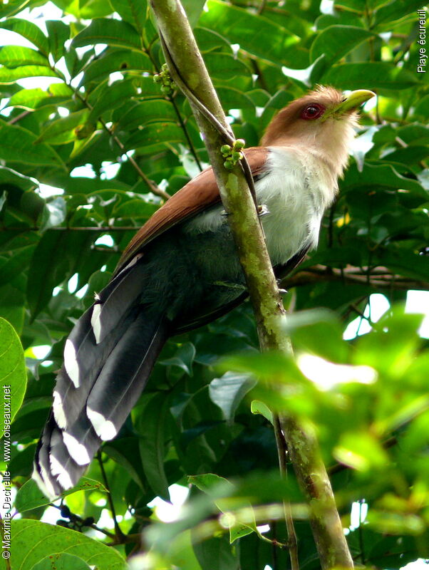 Squirrel Cuckoo