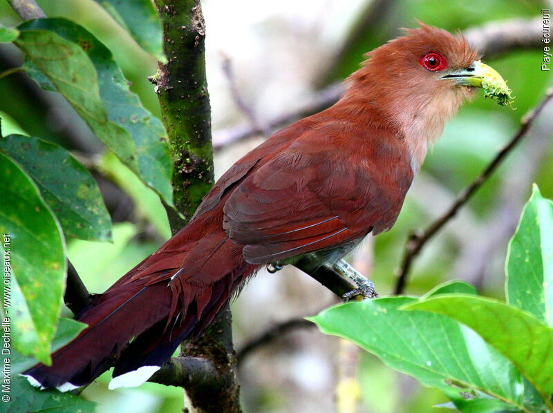 Squirrel Cuckoo