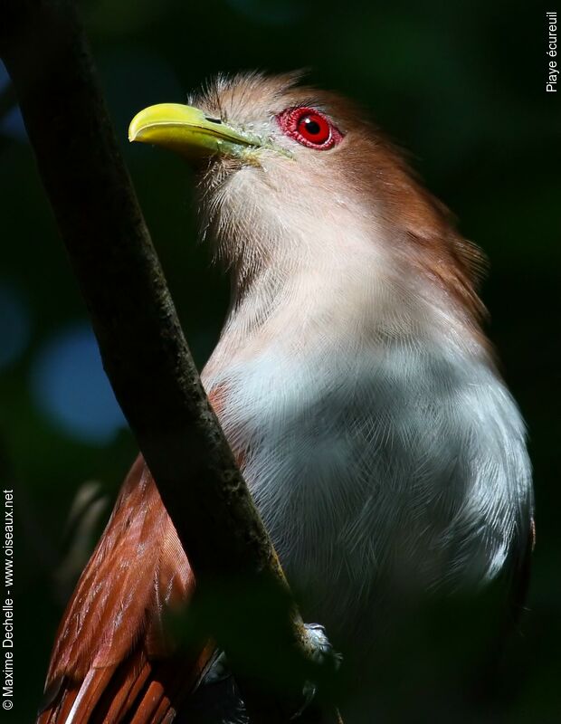 Piaye écureuil, identification